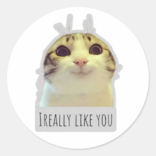 rolig meme katt runt klistermärke