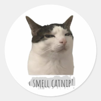 rolig meme katt runt klistermärke