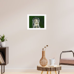 Rolig närbild på denna bakgård söta ekorre konst poster