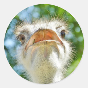 Rolig Ostrich - klistermärke