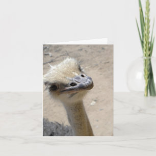 Rolig ostrichnotecard kort
