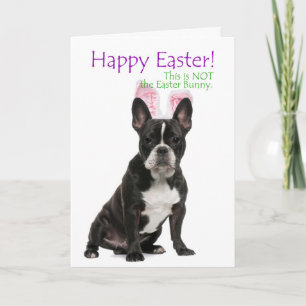 Rolig påskkort med Boston Terrier Helgkort