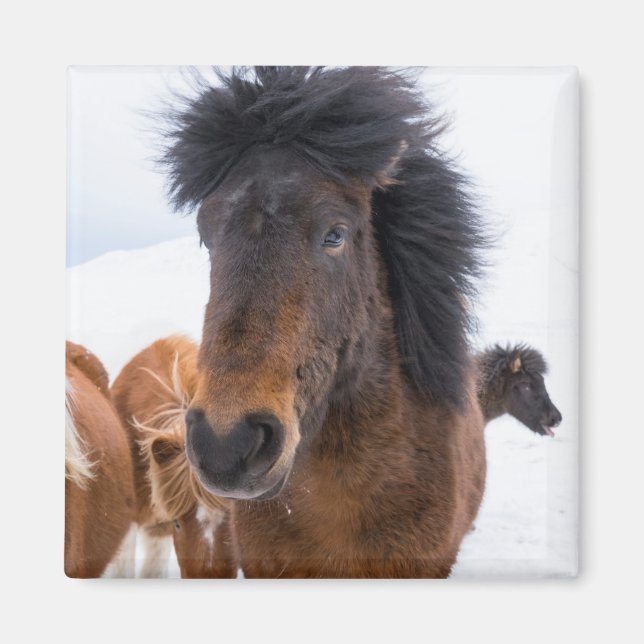 Rolig porträtt av isländsk häst magnet (Framsidan)