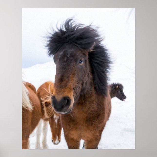 Rolig porträtt av isländsk häst poster (Framsidan)