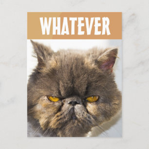 ROLIG POSTKORT MED PERSERKATT SOM SER GRINIG UT VYKORT
