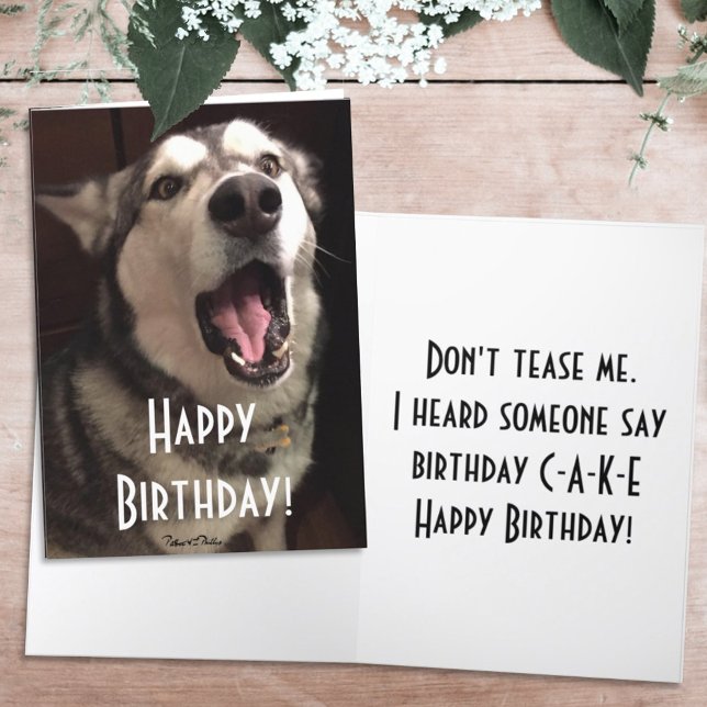 Rolig sång Alaskan Malamute Hund Fotografiet Kort (Skapare uppladdad)