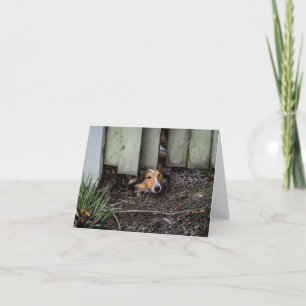 Rolig Sheltie Shetland Sheepdog Kort