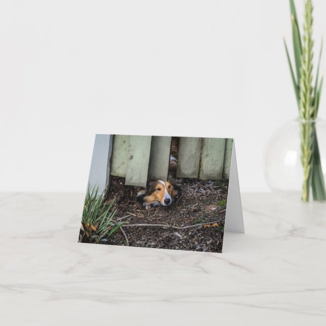 Rolig Sheltie Shetland Sheepdog Kort (Framsida)