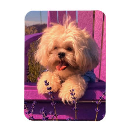 Rolig Shih Tzu-valp som ler (Hunddagar) Magnet
