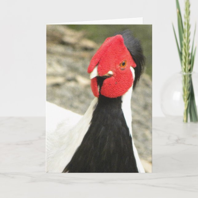 Rolig SILVERPHEASANT för födelsedag Card/MALE Kort (Framsida)
