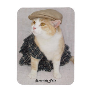 Rolig skotsk veckkatt/kattunge i en Kilt Magnet