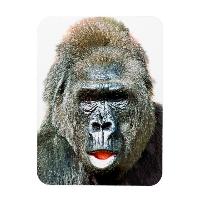 ROlig SÖT GORILLA Magnet (Vertikal)