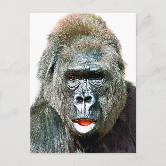 ROlig SÖT GORILLA Vykort (Framsida)