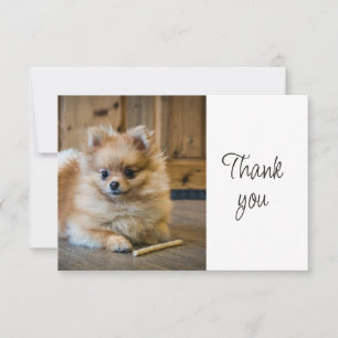 Rolig söt Pomeranian Chihuahua Hund Tack Kort