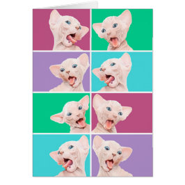 Rolig sphynxkattunge OBS kort