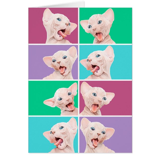 Rolig sphynxkattunge OBS kort (Framsidan)