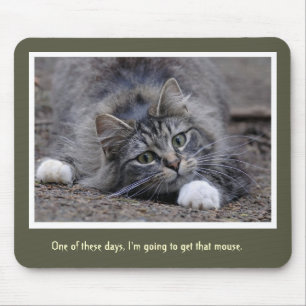 Rolig tabby katt som går att få att musen vadder musmatta