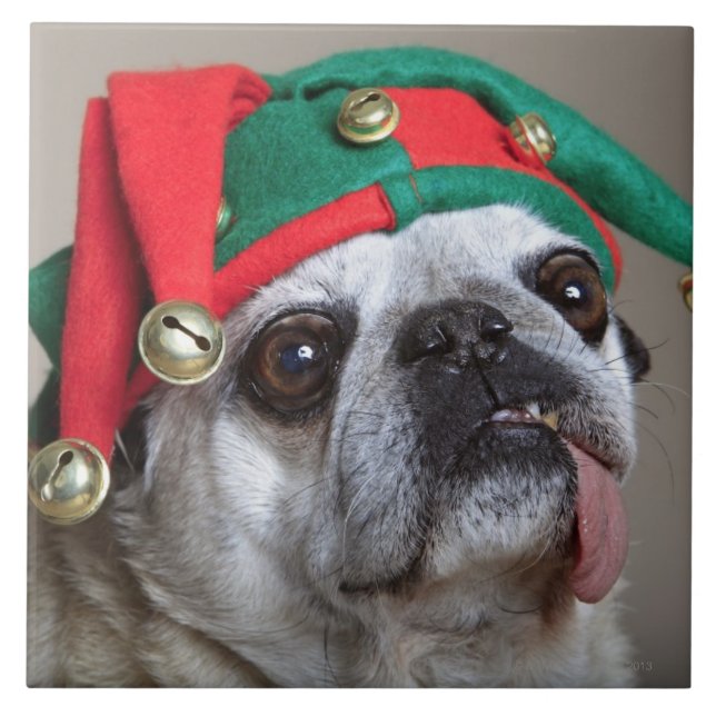 Rolig tittar mops med tungan som ut hänger kakelplatta (Framsidan)