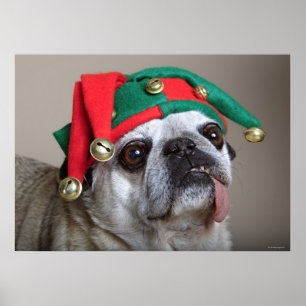 Rolig tittar mops med tungan som ut hänger poster