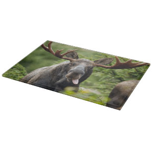 Rolig tjurälg