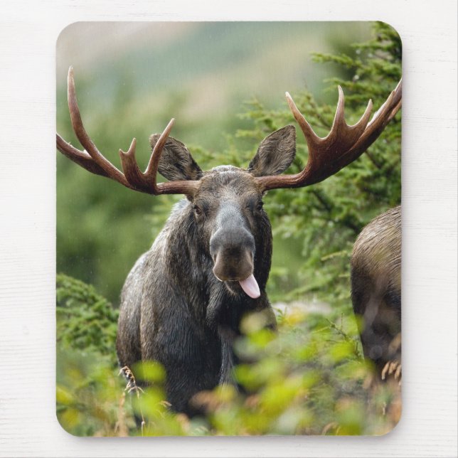Rolig tjurälg musmatta (Framsidan)