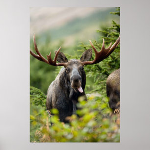 Rolig tjurälg poster