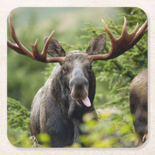 Rolig tjurälg underlägg papper kvadrat