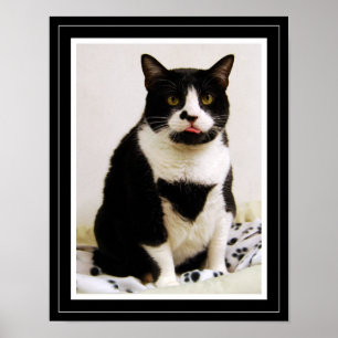 Rolig Tuxedo Katt Affisch