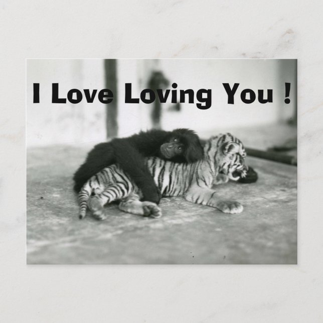 Rolig valentines dayapa och tiger helg vykort (Framsida)