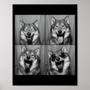 Rolig Varg Fotobås Solglasögon Hund Poster