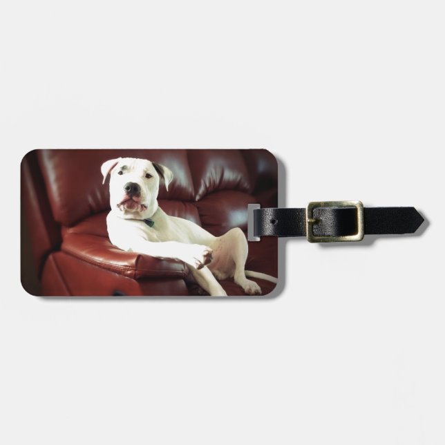 rolig vit pitbullhund på soffan bagagebricka (Horisontell Framsida)