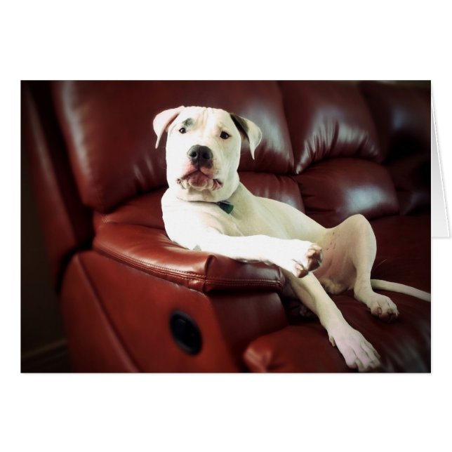 rolig vit pitbullhund på soffan hälsningskort (Framsidan Horizontal)