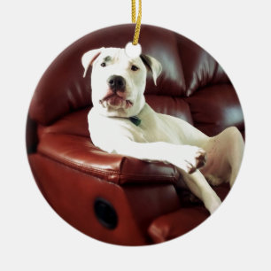 rolig vit pitbullhund på soffan julgransprydnad keramik