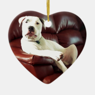 rolig vit pitbullhund på soffan julgransprydnad keramik