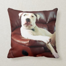 rolig vit pitbullhund på soffan