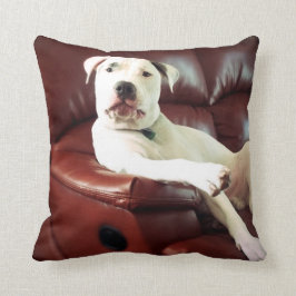 rolig vit pitbullhund på soffan kudde