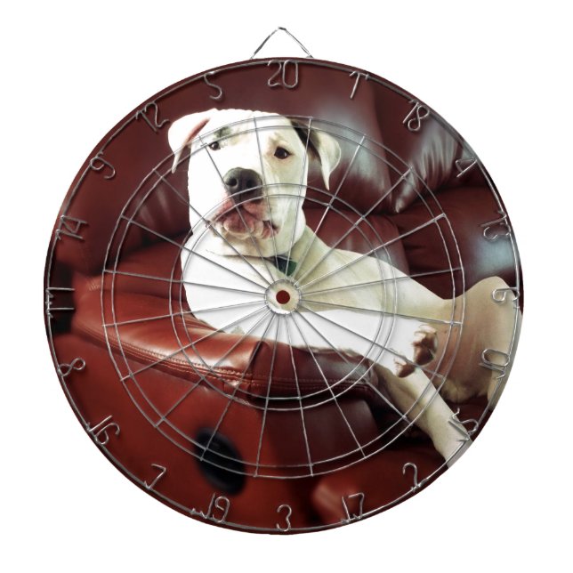 rolig vit pitbullhund på soffan piltavla (Framsidan)