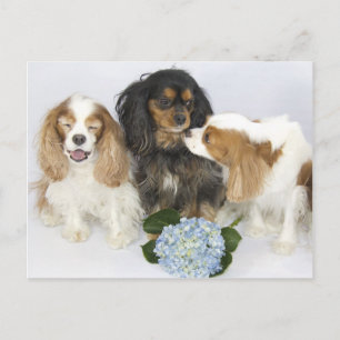 Roliga ansikten Cavalier King Charles Spaniels Vykort