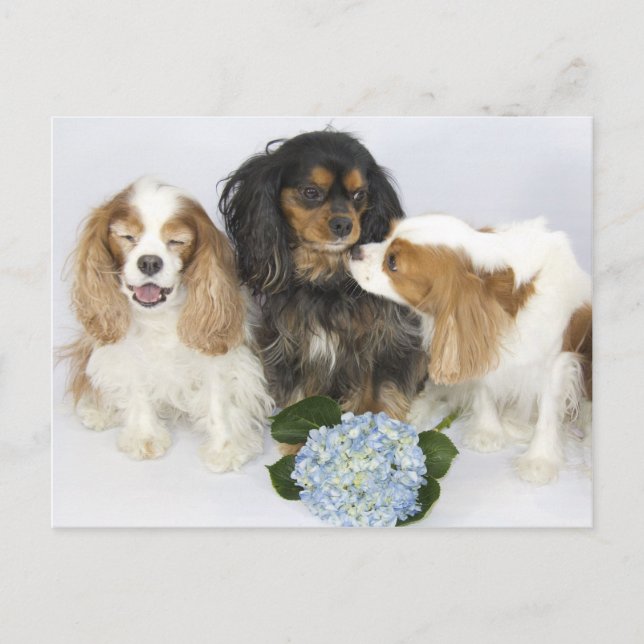 Roliga ansikten Cavalier King Charles Spaniels Vykort (Framsida)