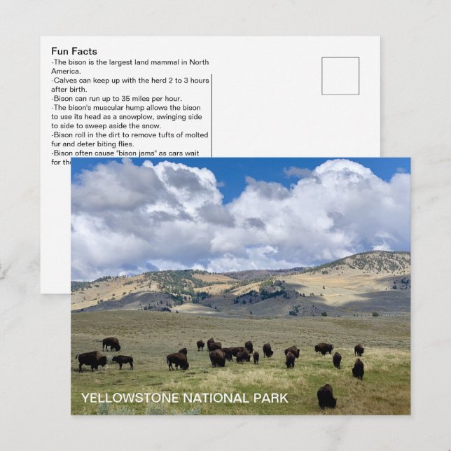 Roliga fakta om bison Yellowstone nationalpark Vykort (Fram/baksida)