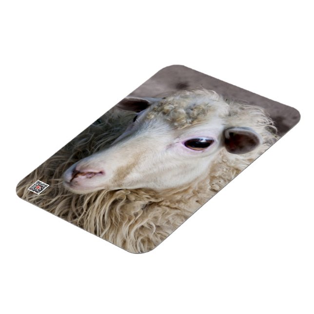 Roliga får magnet (Vänstra Sidan)