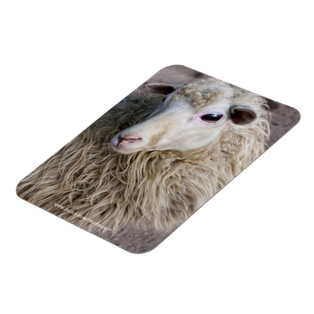 Roliga får magnet (Vänstra Sidan)