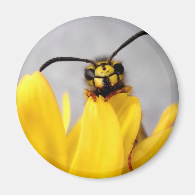 Roliga getingknappar magnet (Framsidan)