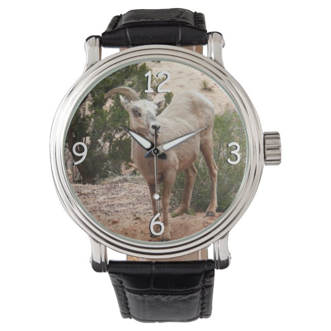Roliga tjockhornsfår vid Zion National Park Armbandsur (Framsida)