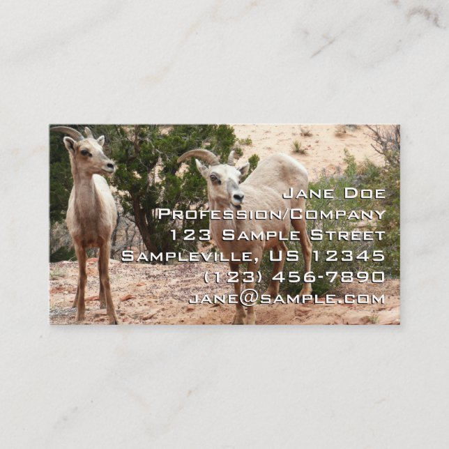 Roliga tjockhornsfår vid Zion National Park Visitkort (Framsida)