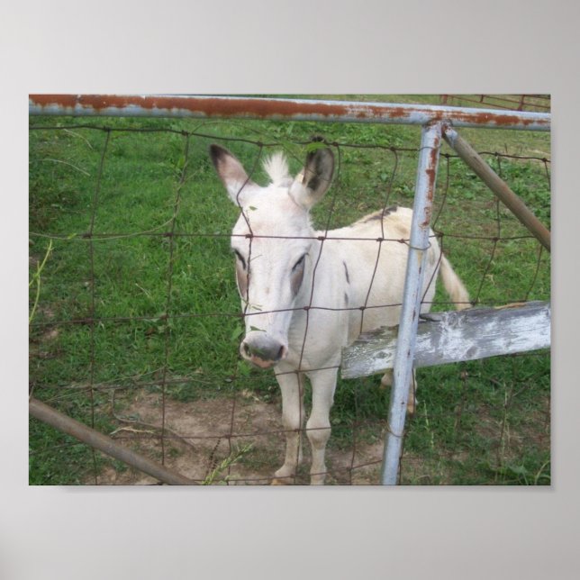 Roligt Albino Mule Photo Poster (Framsidan)