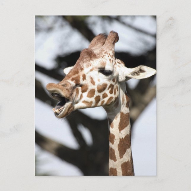 Roligt ansikte nätgiraff, San Francisco Vykort (Framsida)