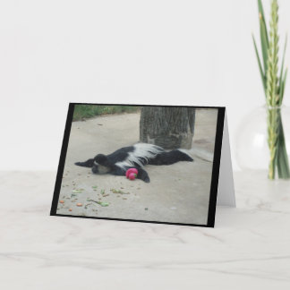 Roligt apahälsningkort kort