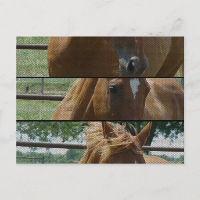 Roligt av häst vykort (Framsida)