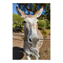 Roligt brun åsna porträtt